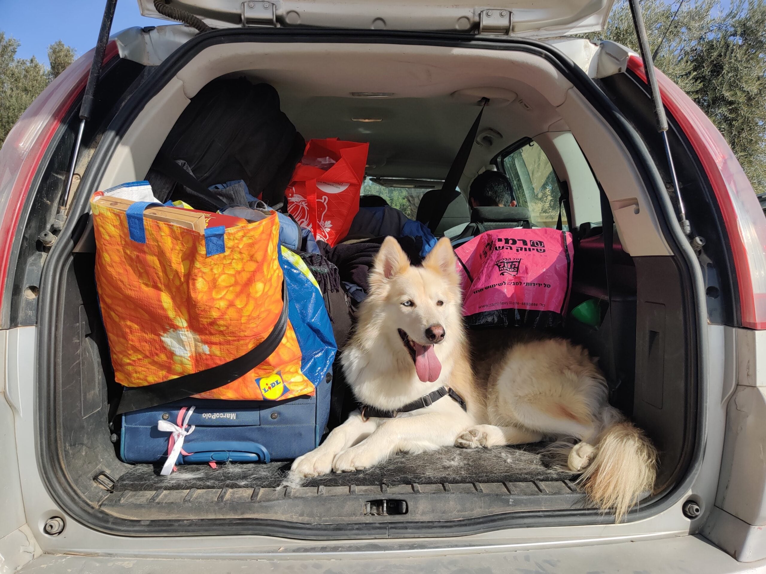Dog in the car